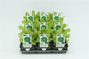 Afbeelding van Sla. Vollegrondsla Groen Bio Set(x9)